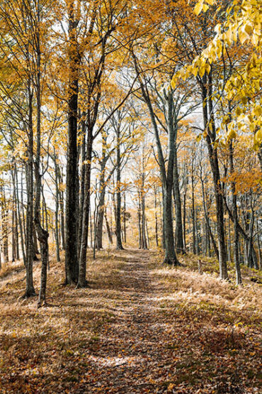 View of the woods in Vermont, the state where our alcohol rehab is located.