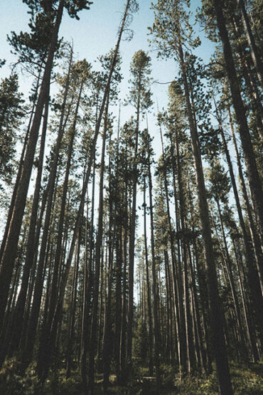 A view of the woods in Vermont, the state where our fentanyl addiction treatment center is located.