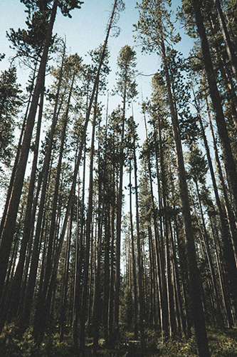 View of the woods in Vermont, the state where our heroin treatment center is located.